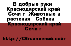 В добрые руки - Краснодарский край, Сочи г. Животные и растения » Собаки   . Краснодарский край,Сочи г.